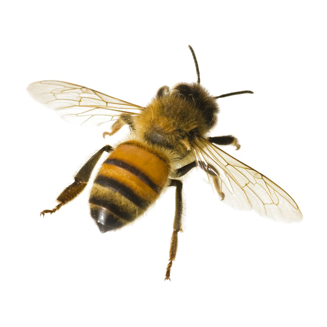 Bee Simulator for android